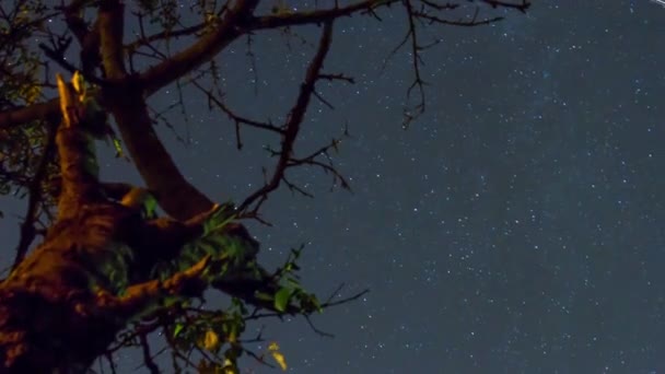 夜の木は その枝を通って 星々で覆われ — ストック動画