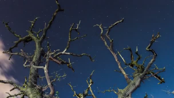 Árbol Seco Por Noche Través Cuyas Ramas Hay Cielo Nocturno — Vídeos de Stock