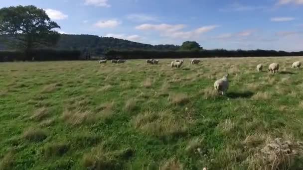 Voar Meu Drone Perto Campo Contendo Ovelhas Seguindo Cofre Nenhuma — Vídeo de Stock