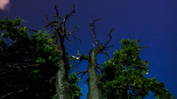 Polosuchý Strom Noci Jehož Větvemi Noční Obloha Mraky Hvězdami — Stock video
