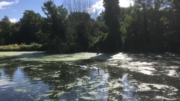 Cisnes Paseo Marítimo Del Canal Campo — Vídeo de stock