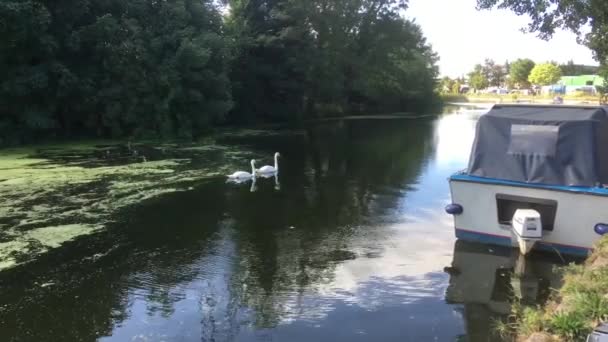 田舎の運河で泳いでいる白鳥は — ストック動画