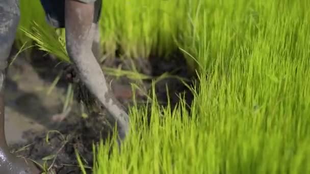 Tanzania Pojkar Transplantera Ris Plantor Paddy Fält — Stockvideo