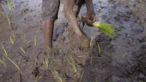 Tanzania Jongens Transplanteren Rijst Zaailingen Een Rijstveld — Stockvideo