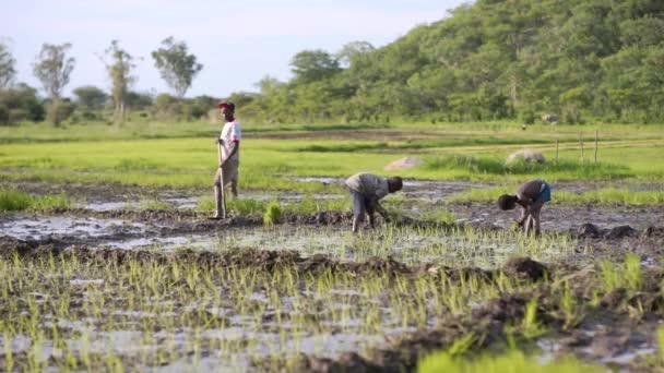 Tanzania Ragazzi Trapiantare Piantine Riso Una Risaia — Video Stock