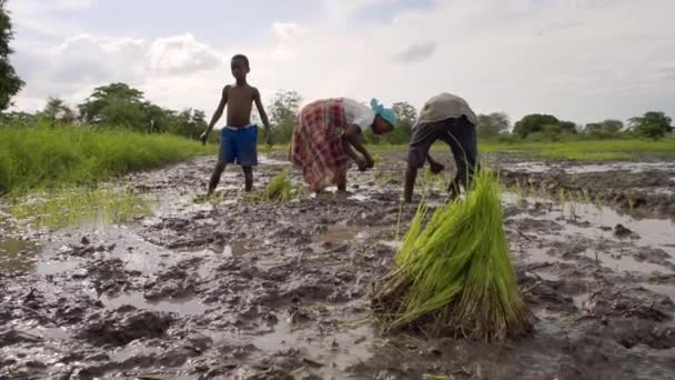 Tanzania Jongens Transplanteren Rijst Zaailingen Een Rijstveld — Stockvideo