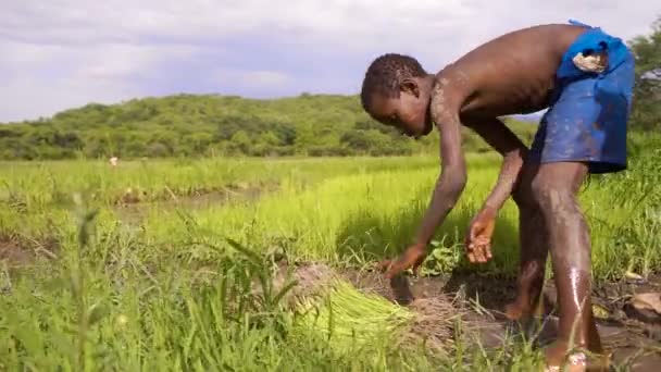 Tanzania Boys Transplantar Plántulas Arroz Arrozal — Vídeos de Stock