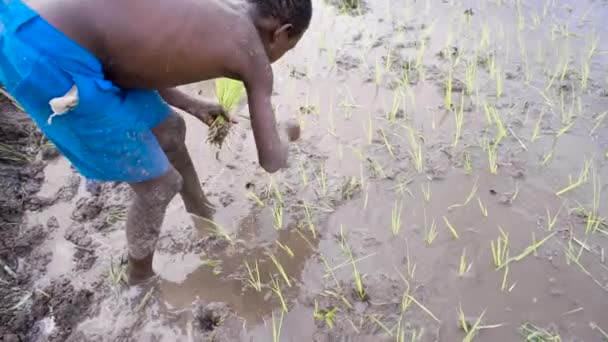Jungen Aus Tansania Pflanzen Reissämlinge Ein Reisfeld Ein — Stockvideo