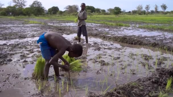 Tanzania Meninos Transplantar Mudas Arroz Campo Arrozais — Vídeo de Stock