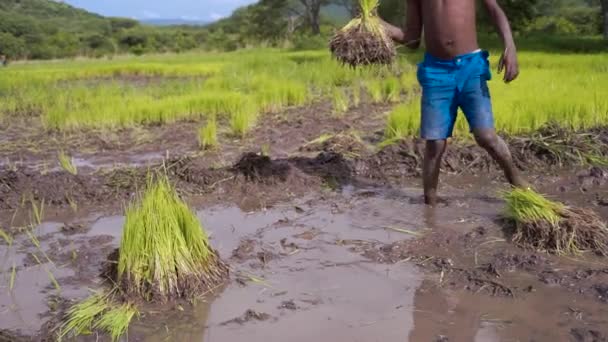坦扎尼亚男孩将水稻幼苗移植到稻田里 — 图库视频影像