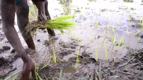 Tanzania Boys Transplantar Plántulas Arroz Arrozal — Vídeos de Stock