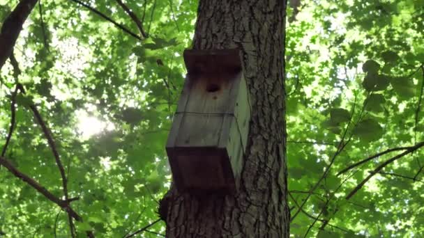 Зйомки Пташиного Будинку Лісі Хорошою Глибиною Повільним Рухом — стокове відео