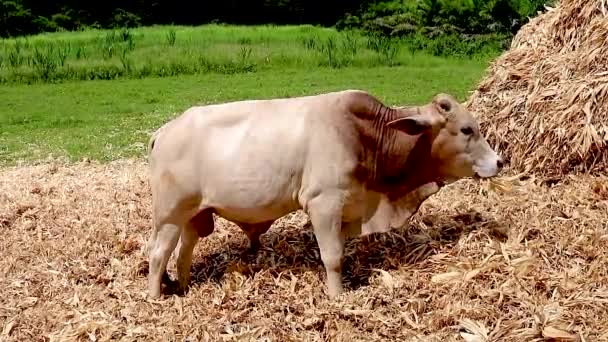 Toro Joven Comiendo Heno Granja Tailandia — Vídeos de Stock