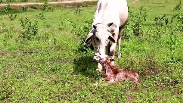 New Born Baby Cielę Jest Czyszczone Przez Matkę — Wideo stockowe