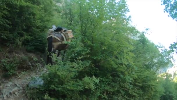 Cavalo Escalando Uma Montanha — Vídeo de Stock