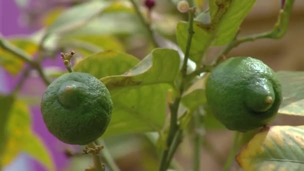 Primer Plano Dos Verde Limón Árbol — Vídeo de stock