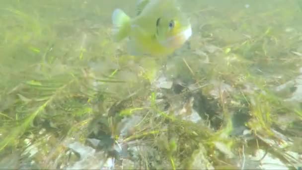 一群淡水鱼在镜头前游动 — 图库视频影像