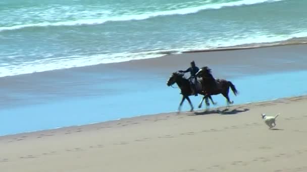 Caballos Corriendo Playa Taghazout Marruecos — Vídeo de stock