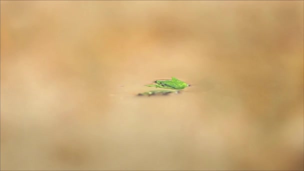 Primo Piano Una Foglia Verde Nell Acqua Oggetto Allontana — Video Stock