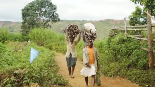 Tre Afrikanska Kvinnor Som Bär Ved Huvudet Naturbakgrund Handhållen — Stockvideo