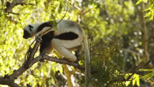 Verreauxs Sifaka Lemur 나뭇가지를 걸으며 — 비디오