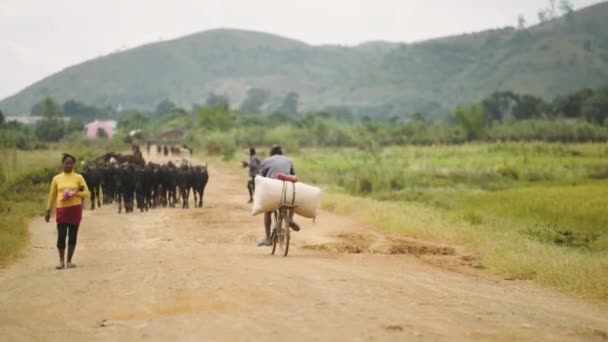 African Riding His Loaded Bicycle Dirty Bumpy Road Madagascar Cows — Stock Video