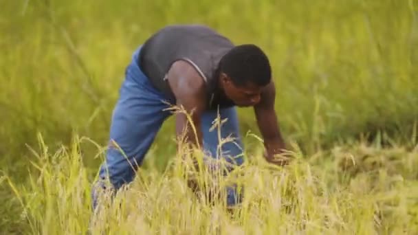 Agricoltore Africano Sta Tagliando Riso Con Una Falce Rallentatore Palmare — Video Stock