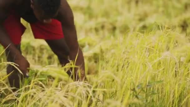 Agricoltore Africano Sta Tagliando Riso Con Una Falce Rallentatore Palmare — Video Stock