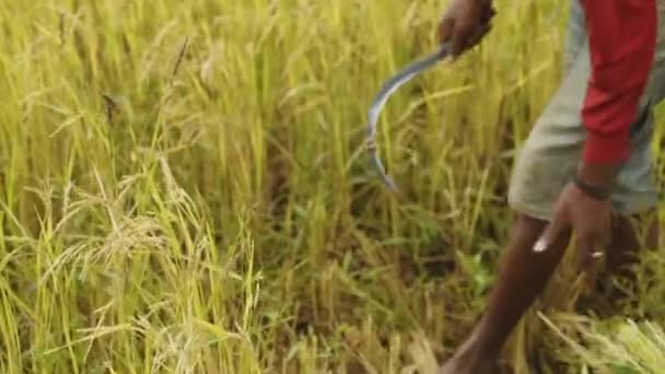 Agricultor Africano Está Cortando Arroz Con Una Guadaña Portátil Luz — Vídeos de Stock