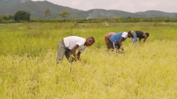 Gli Agricoltori Africani Stanno Tagliando Loro Riso Maturo Palmare — Video Stock