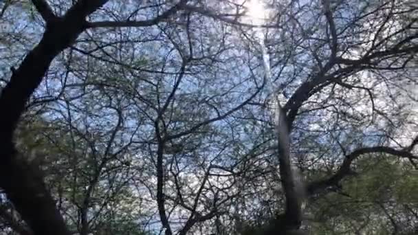 Güneşte Kurumuş Ağaçlar — Stok video