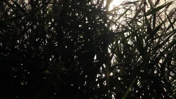 Güneşin Akıntıdaki Yansımaları — Stok video