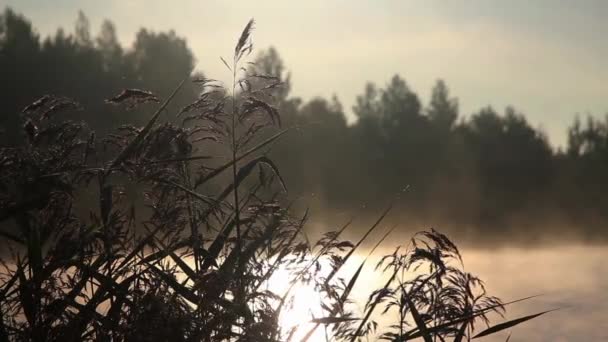 Pędy Rzeka Porannej Mgle — Wideo stockowe