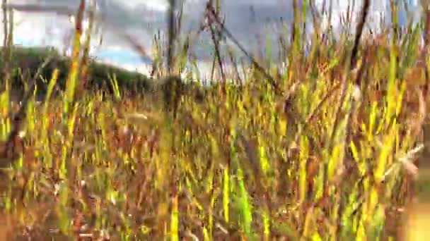 Ходить Высокой Траве — стоковое видео