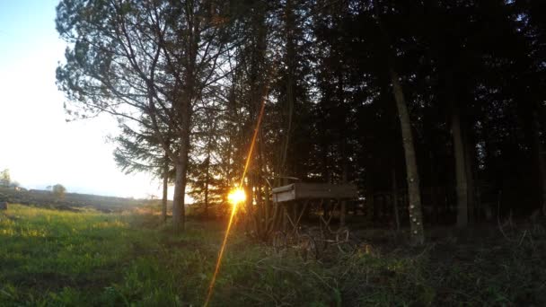 Sunset Forest Outskirts Time Lapse — Stock Video