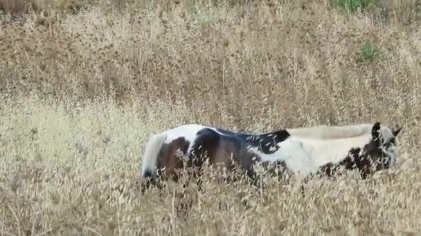 西班牙安达卢西亚乡间 年轻的秃头马在高大的野生燕麦和杂草中吃草 — 图库视频影像