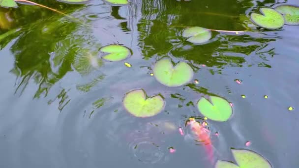 Hermoso Pescado Comiendo Estanque Jardín Mientras Almohadillas Lilly Flotan Superficie — Vídeos de Stock