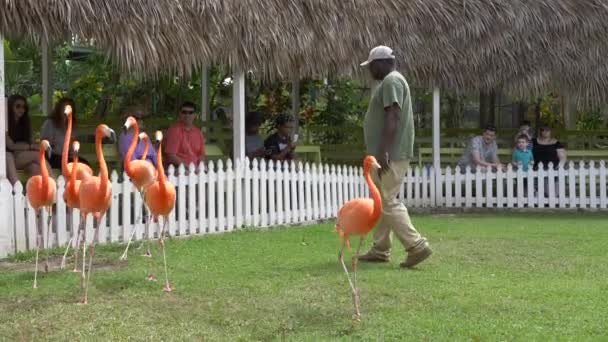 Der Flamingo Der Nationalvogel Der Bahamas Tägliche Shows Der Marschierenden — Stockvideo