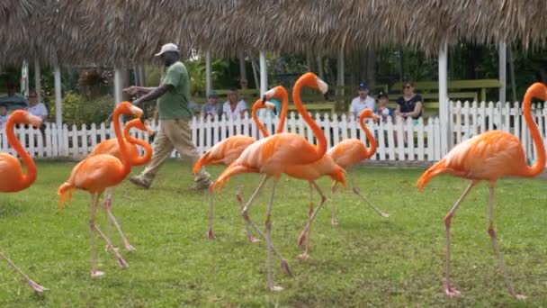 Flamingo Národní Pták Baham Denní Přehlídky Ardastra Gardens Zoo Conservation — Stock video