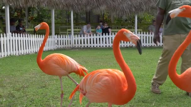 Flamingo Bahamalar Ulusal Kuşu Flamingoların Ardastra Gardens Hayvanat Bahçeleri Koruma — Stok video