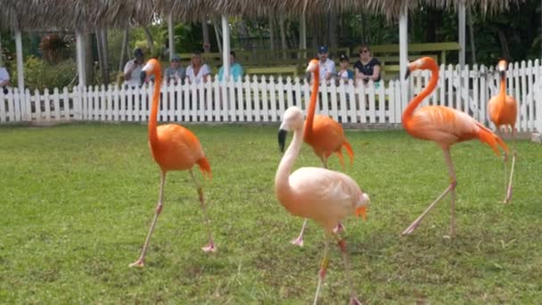 Flamingo National Bird Bahamas Espectáculos Diarios Zoológico Centro Conservación Ardastra — Vídeo de stock