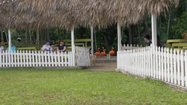 フラミンゴ フラミンゴ バハマの鳥 マーチングフラミンゴのArdastra Gardens Zoo Conservation Centreで毎日ショーが開催されます — ストック動画