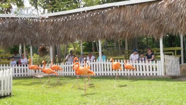 Flamant Rose Oiseau National Des Bahamas Spectacles Quotidiens Zoo Centre — Video