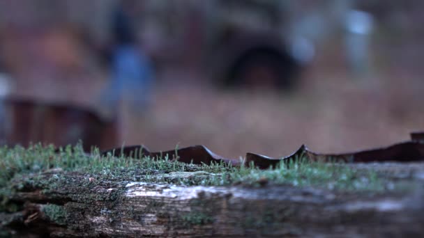 Πράσινες Λειχήνες Φυτρώνουν Σαπισμένη Ξυλεία Στο Δάσος Σκουριασμένο Μέταλλο Περιβάλλει — Αρχείο Βίντεο