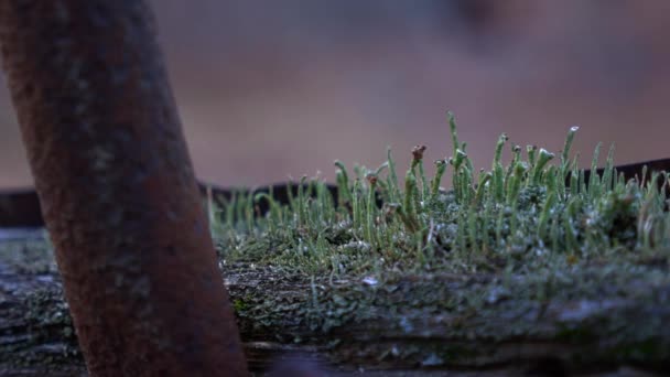 Líquen Verde Crescer Numa Madeira Apodrecer Floresta Metal Enferrujado Rodeia — Vídeo de Stock