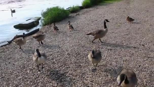 Algunas Imágenes Gansos Patos Junto Río — Vídeo de stock