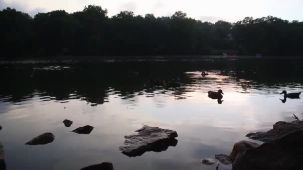 Images Canards Dans Une Rivière Coucher Soleil — Video
