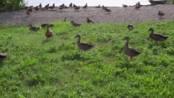 Nehir Kenarındaki Ördek Kazların Görüntüleri — Stok video