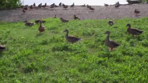 Algumas Imagens Gansos Patos Junto Rio — Vídeo de Stock