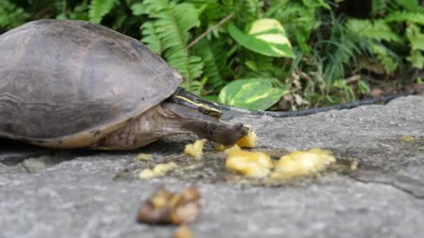 Schildkröte Frisst Früchte Auf Stein Aus Nächster Nähe Wat Prayoon — Stockvideo